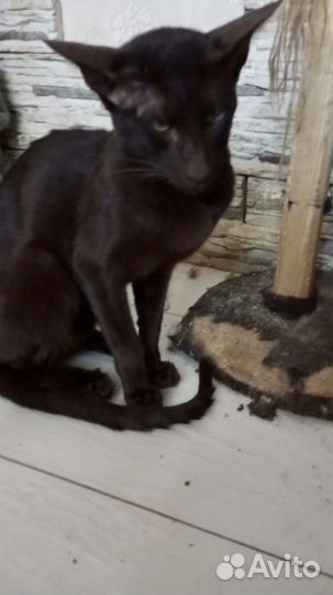 Кот Ориентал кастрированный в добрые руки