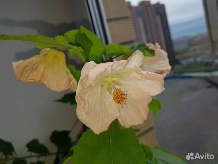 Цветущие комнатные растения