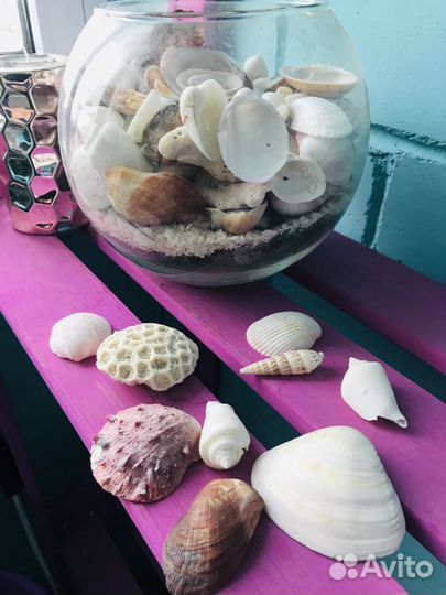 Морские ракушки раковины
