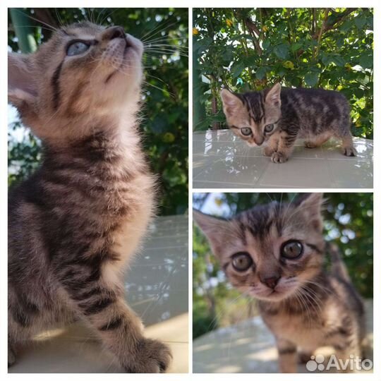 Кошки в добрые руки котята