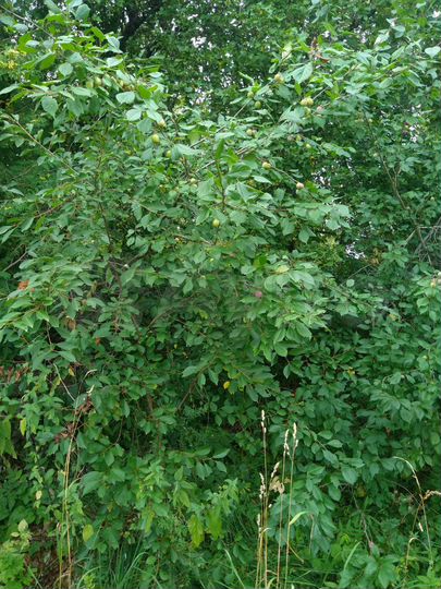 Участок 38,5 сот. (ИЖС)