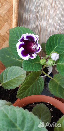 Цветы глоксиния