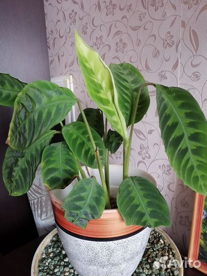 Калатея варшевича, фикус эластика, хойя лиза