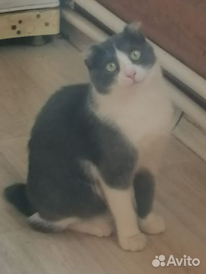 Кошки бесплатно