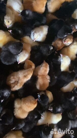 Цыплята, утята, куры молодки