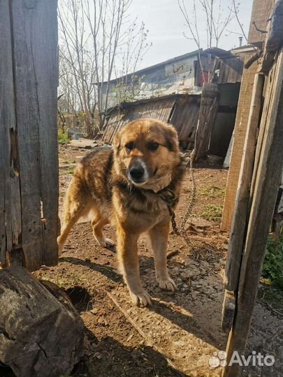 Пристроим песика 4,5 года, отличный охранник