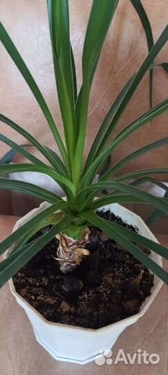 Пальма для дома и офиса