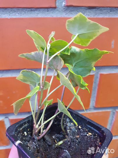 Плющ (хедера)