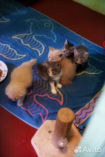 Котята в добрые руки