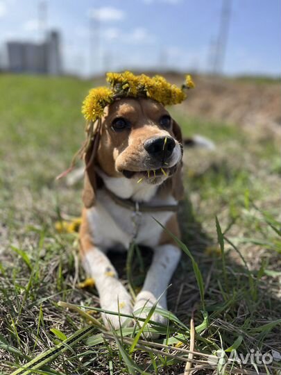 Бигль вязка