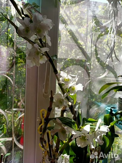 Дендробиум