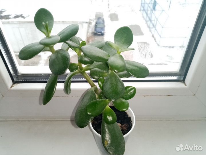 Толстянка (денежное дерево)