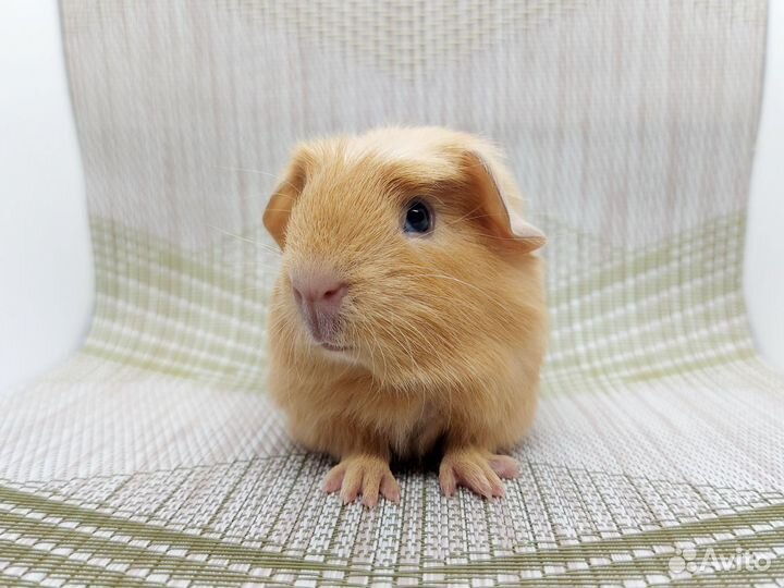 Морская свинка