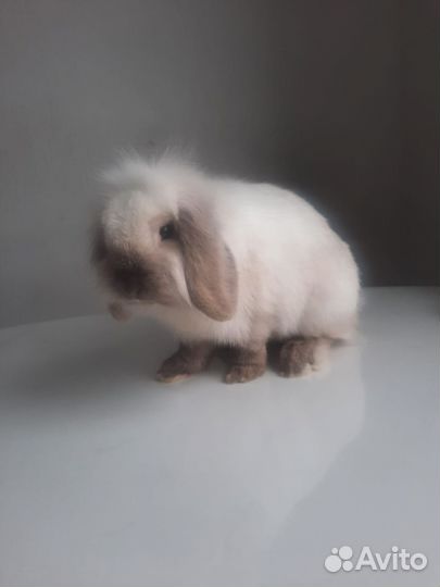 Карликовый вислоухий кролик