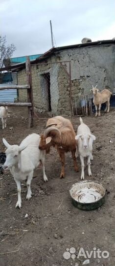 Зааненская дойная коза