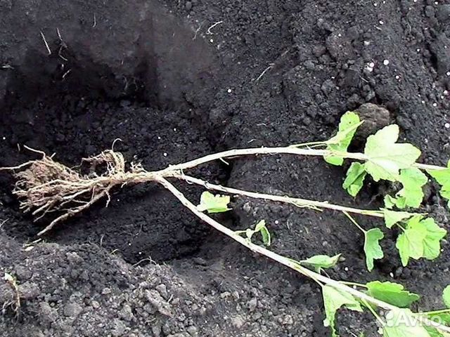 Саженцы смородины крупноплодной и сливы сладкой купить в Чернушке ...