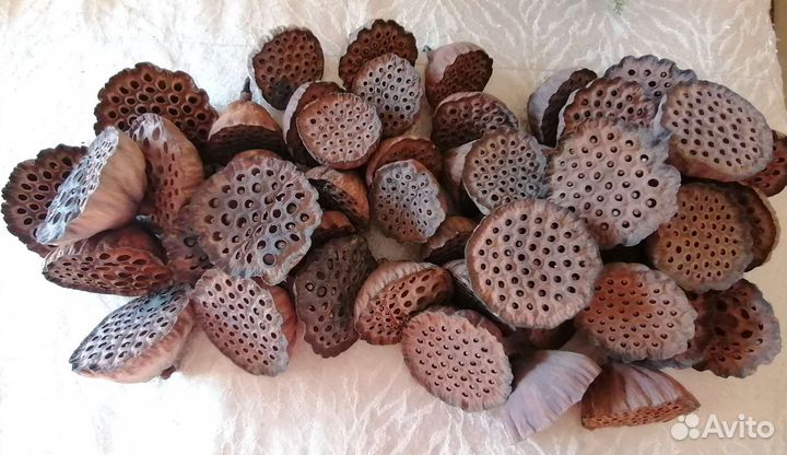 Коробочки лотоса