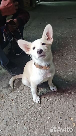 Продается собака