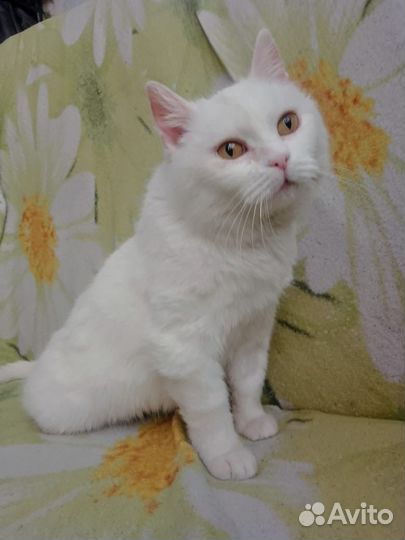 Турецкая ангора