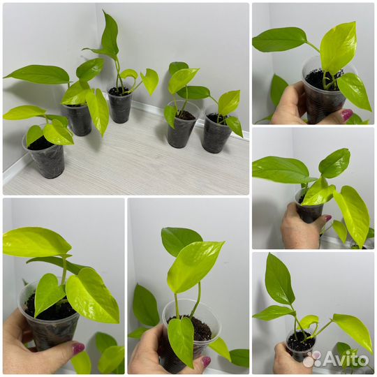 Сциндапсусы и эпипремнумы разных сортов