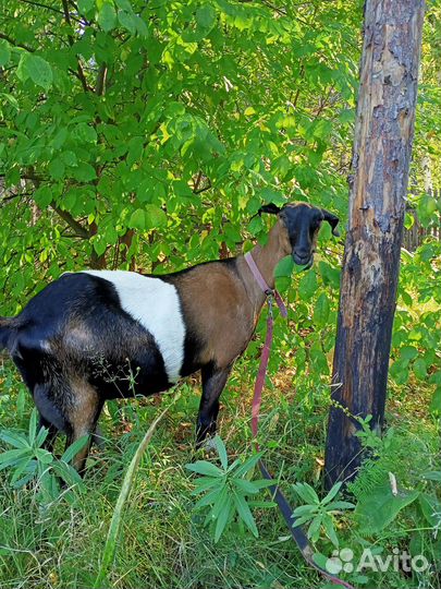 Дойные нубийские козы