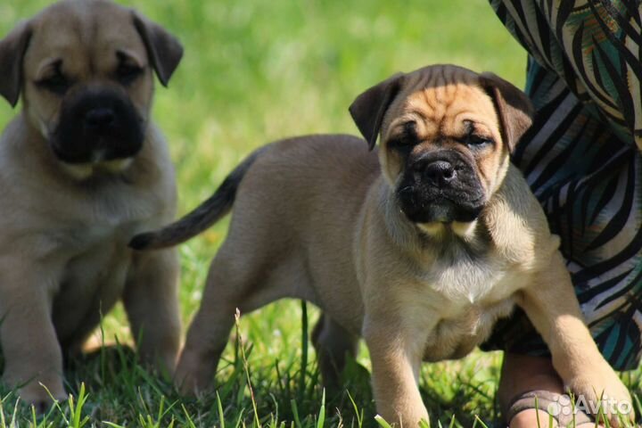 Супер щенки Ка Де Бо