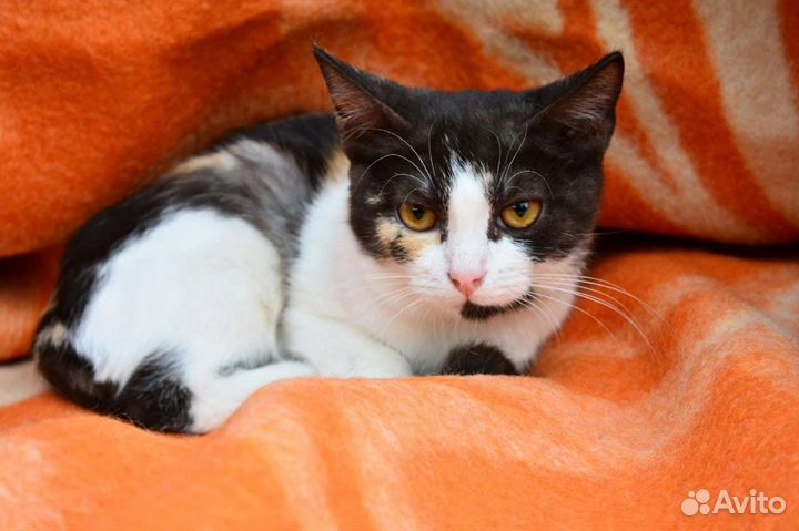 Кошечка в хорошие руки