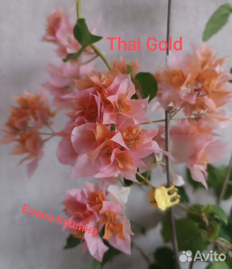 Бугенвиллии