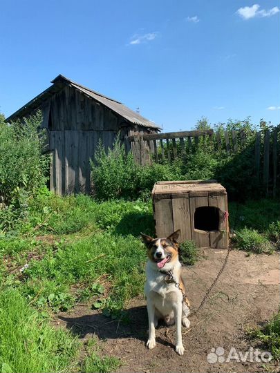 Сторожевая собака