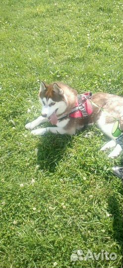 Сибирский хаски вязка