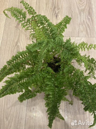 Папоротник