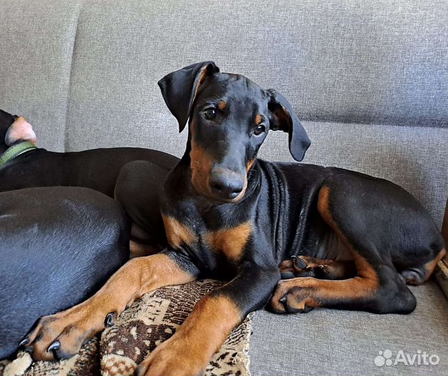 Щенки добермана