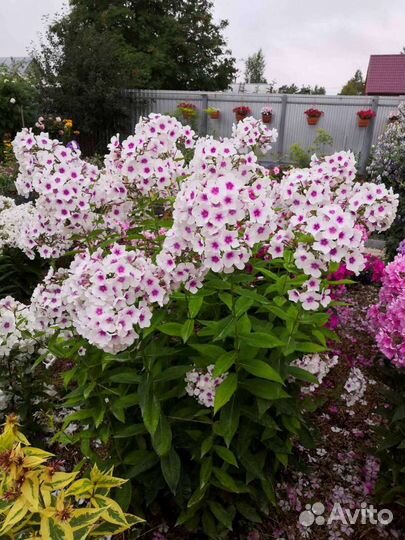 Флоксы, Лилии, Аквилегия