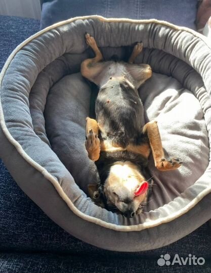 Лежанки для собак и кошек,новые