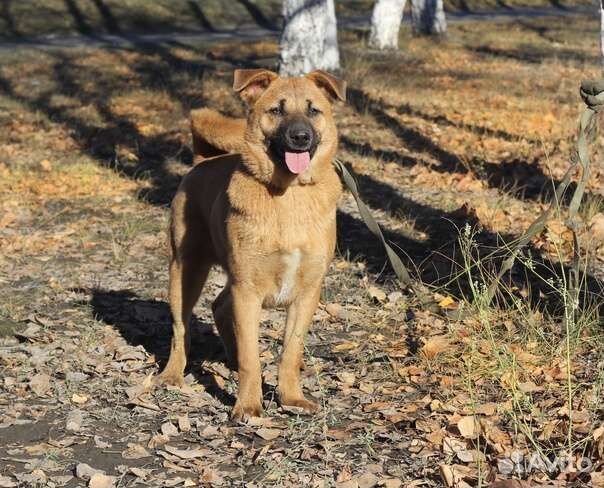 Сати в добрые руки
