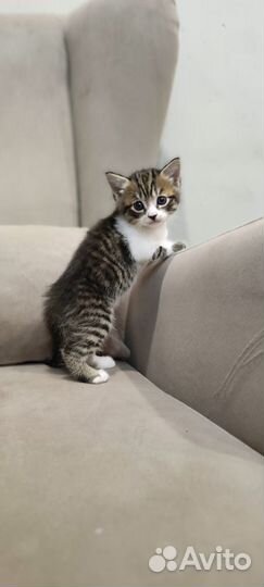 Продам шотландских котят