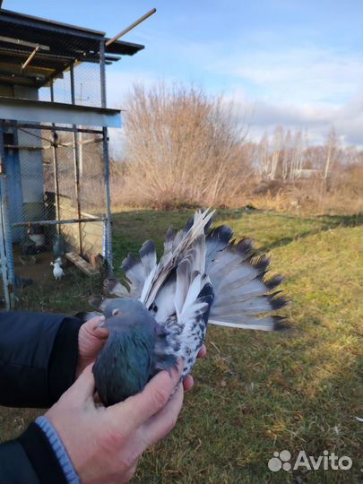 Николаевские голуби