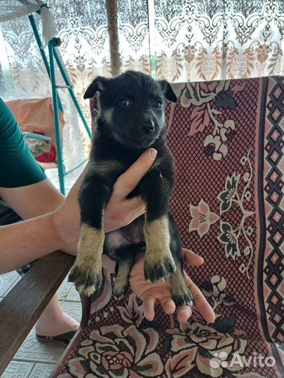 Собака в добрые руки щенок