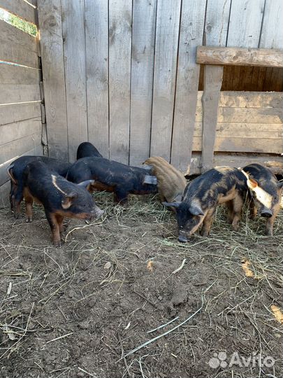 Поросята венгерской мангалицы
