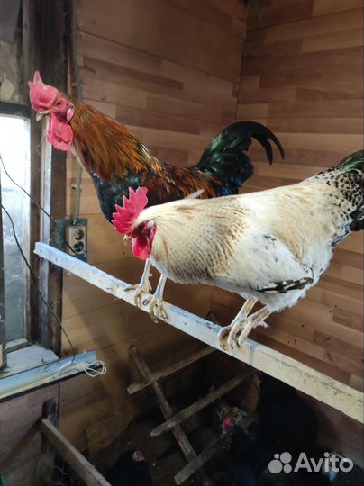 Молодые петухи