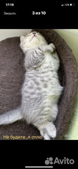 Котята шотландцы вислоухие