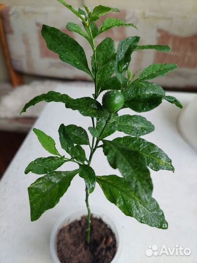 Комнатный паслён