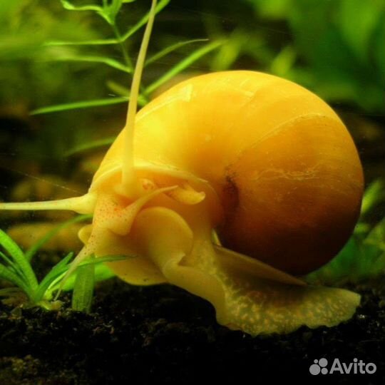Улитка аквариумная ампулярия