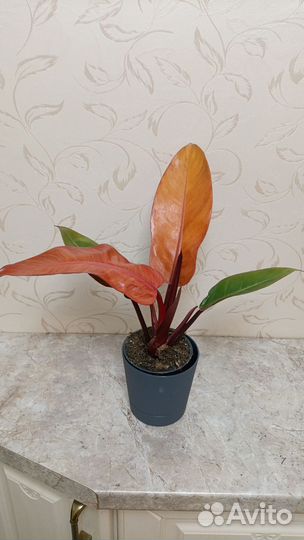 Филодендрон принц оранж