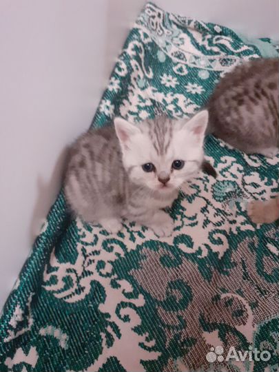 Шотландснские котята