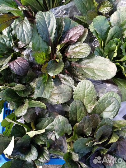 Живучка, сныть пестролистная