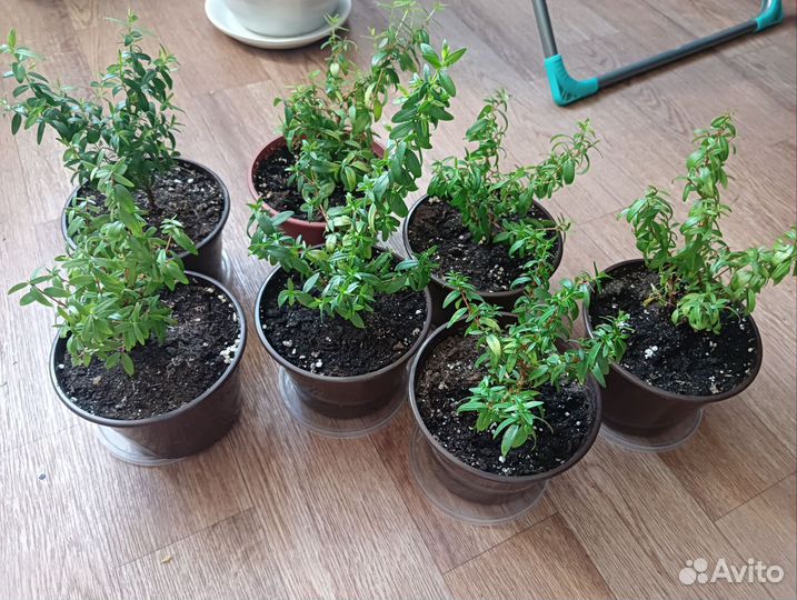 Миртовое дерево