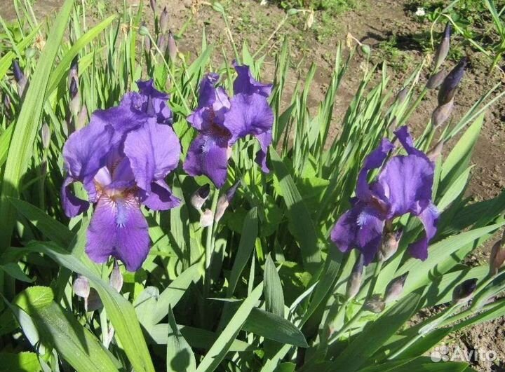 Пионы (310-350) и ирисы разных сортов (100)