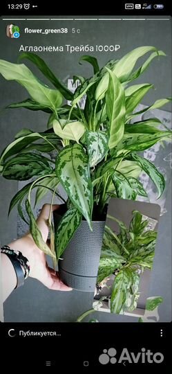 Аглаонема Трейба