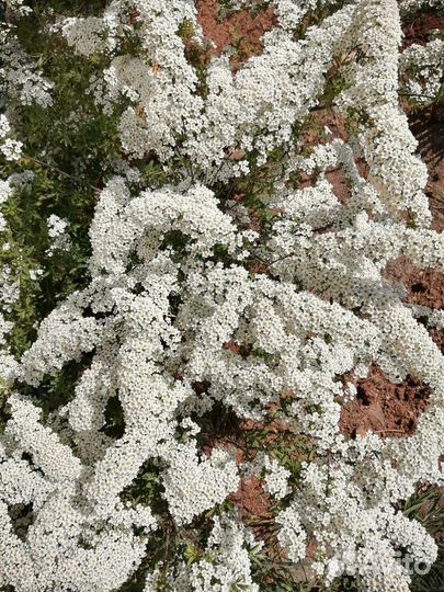 Спирея серая